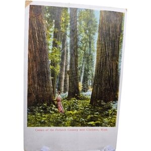 📬 vintage unused postcard of Cedars of the Potlatch Country near Clarkston WA
